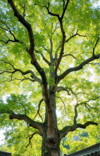 老人说“富不富，门前树”，门前种7种树利于生财，你家有吗？
